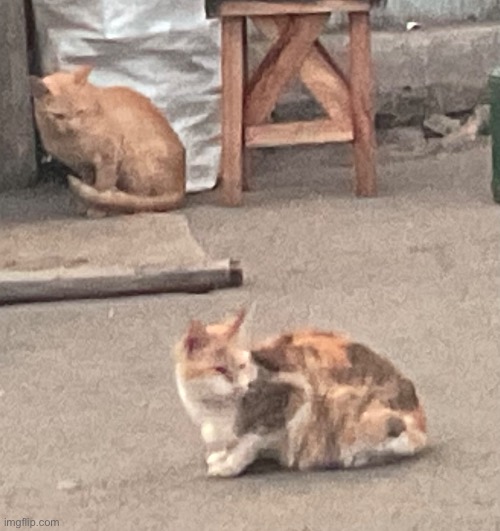 took this pic back in monday | image tagged in cats | made w/ Imgflip meme maker