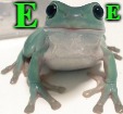 EE | E; E | image tagged in memes,frog,green | made w/ Imgflip meme maker