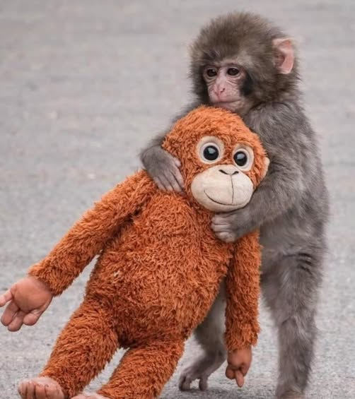 Punch-Kun Meme Blank Meme Template