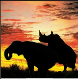 Rhino humping Elephant Blank Meme Template