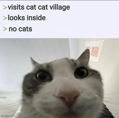 Cat looks inside | visits cat cat village; looks inside; no cats | image tagged in cat looks inside | made w/ Imgflip meme maker