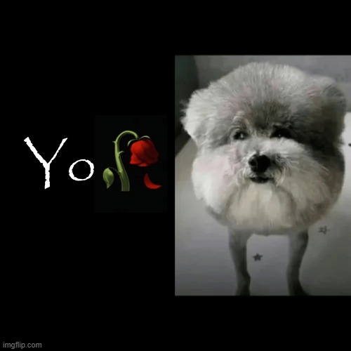 Yo | image tagged in funny,fun,dog,well yes but actually no,yo dawg heard you,you had one job | made w/ Imgflip meme maker