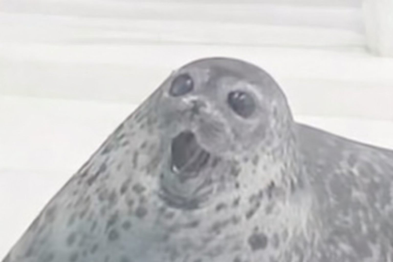surprised seal Blank Meme Template