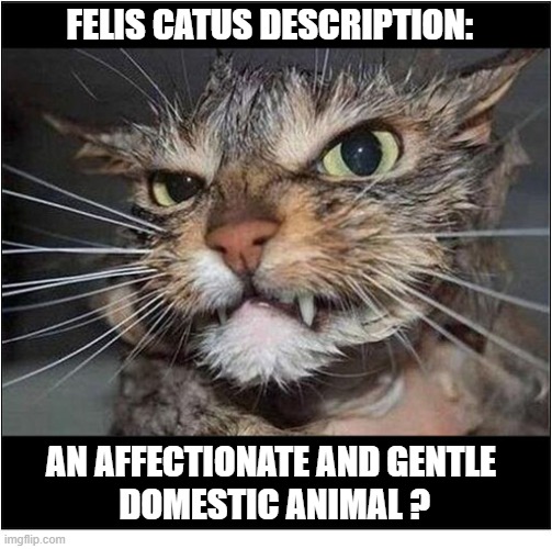 Really ? | FELIS CATUS DESCRIPTION:; AN AFFECTIONATE AND GENTLE
 DOMESTIC ANIMAL ? | image tagged in cats,description,angry | made w/ Imgflip meme maker