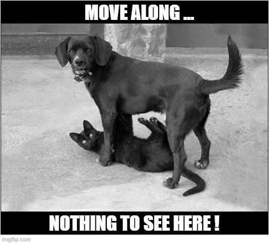What Is Going On ? | MOVE ALONG ... NOTHING TO SEE HERE ! | image tagged in dogs,cat,nothing to see here | made w/ Imgflip meme maker
