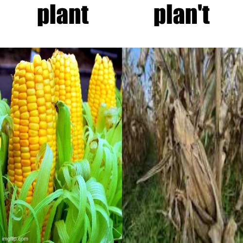 plan | plant; plan't | image tagged in plant,plan't,dad joke,corn | made w/ Imgflip meme maker