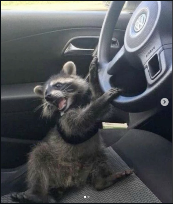 Racoon Driving Blank Meme Template