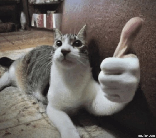 cat thumbs up | image tagged in cat thumbs up | made w/ Imgflip meme maker
