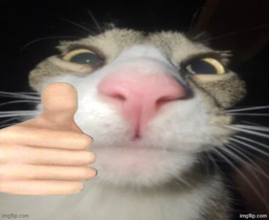 Thumbs up cat on FaceTime | image tagged in thumbs up cat on facetime | made w/ Imgflip meme maker