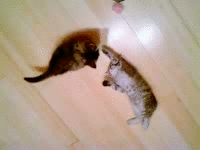 image tagged in gifs,cute,kittens | made w/ Imgflip video-to-gif maker