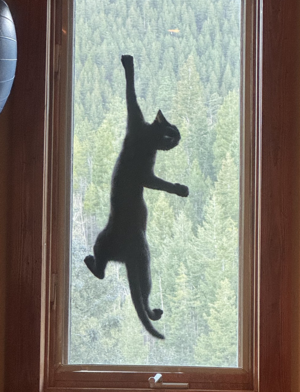 High Quality Cat on Screen Blank Meme Template