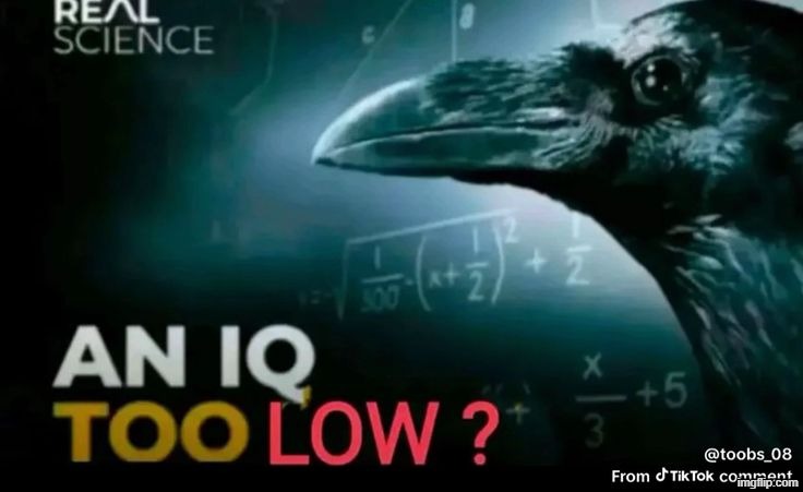 an iq too low? | image tagged in an iq too low | made w/ Imgflip meme maker