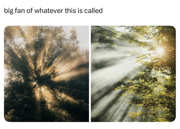 It’s Beautiful! | image tagged in memes,sunlit forest | made w/ Imgflip meme maker