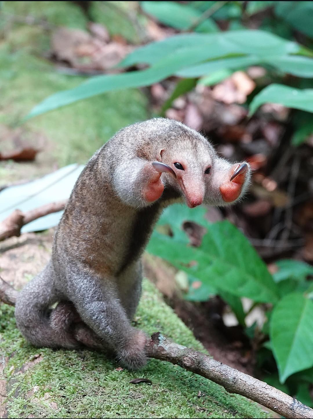 Silky anteater Blank Meme Template