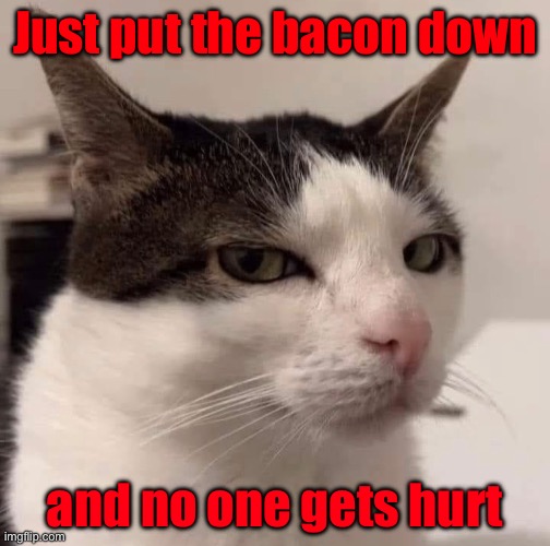 Bad Cat | Just put the bacon down; and no one gets hurt | image tagged in cats | made w/ Imgflip meme maker