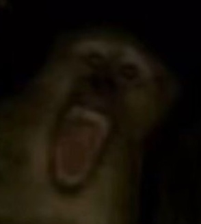 Scary Monkey Blank Meme Template