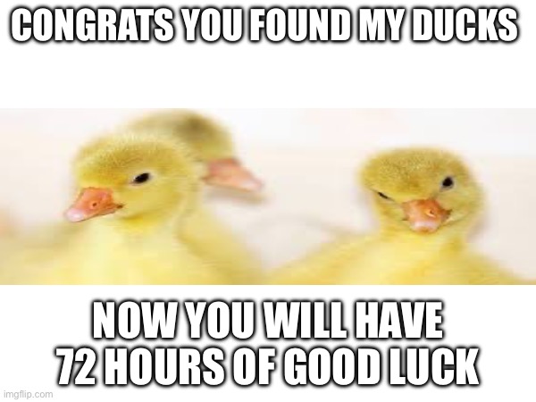 Lucky duck | CONGRATS YOU FOUND MY DUCKS; NOW YOU WILL HAVE 72 HOURS OF GOOD LUCK | image tagged in duck,lucky duck | made w/ Imgflip meme maker