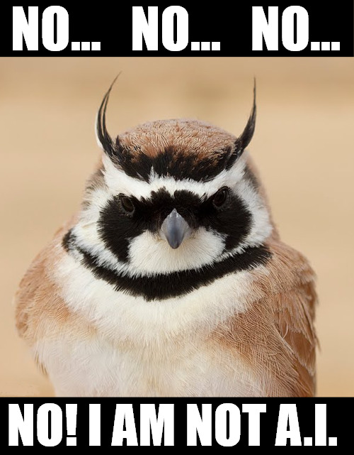 Temminck’s Lark | NO...   NO...   NO... NO! I AM NOT A.I. | image tagged in bird,fun,nature,funny,meme | made w/ Imgflip meme maker