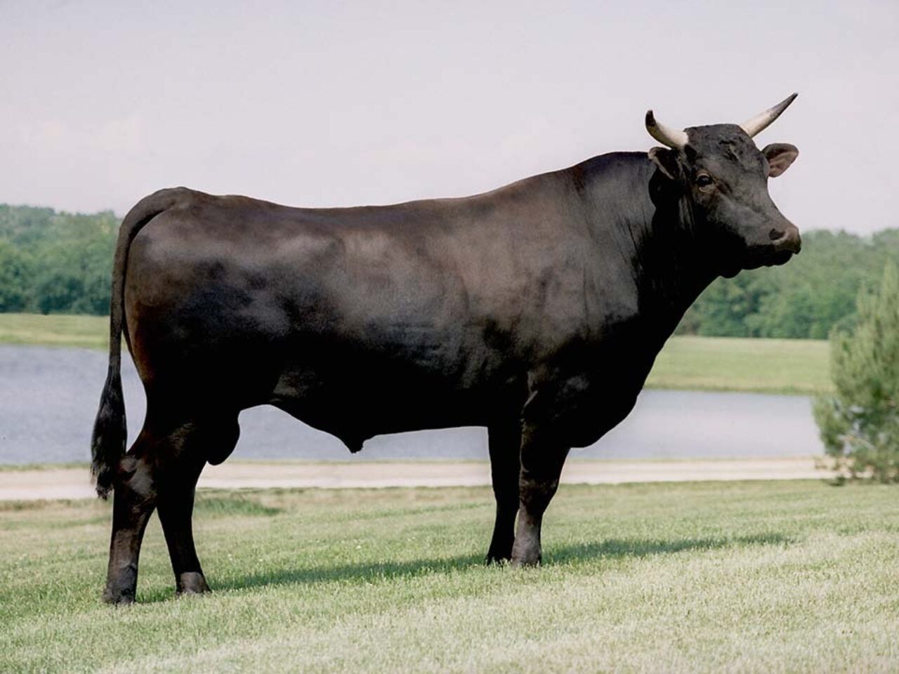 Wagyu Cow Blank Meme Template