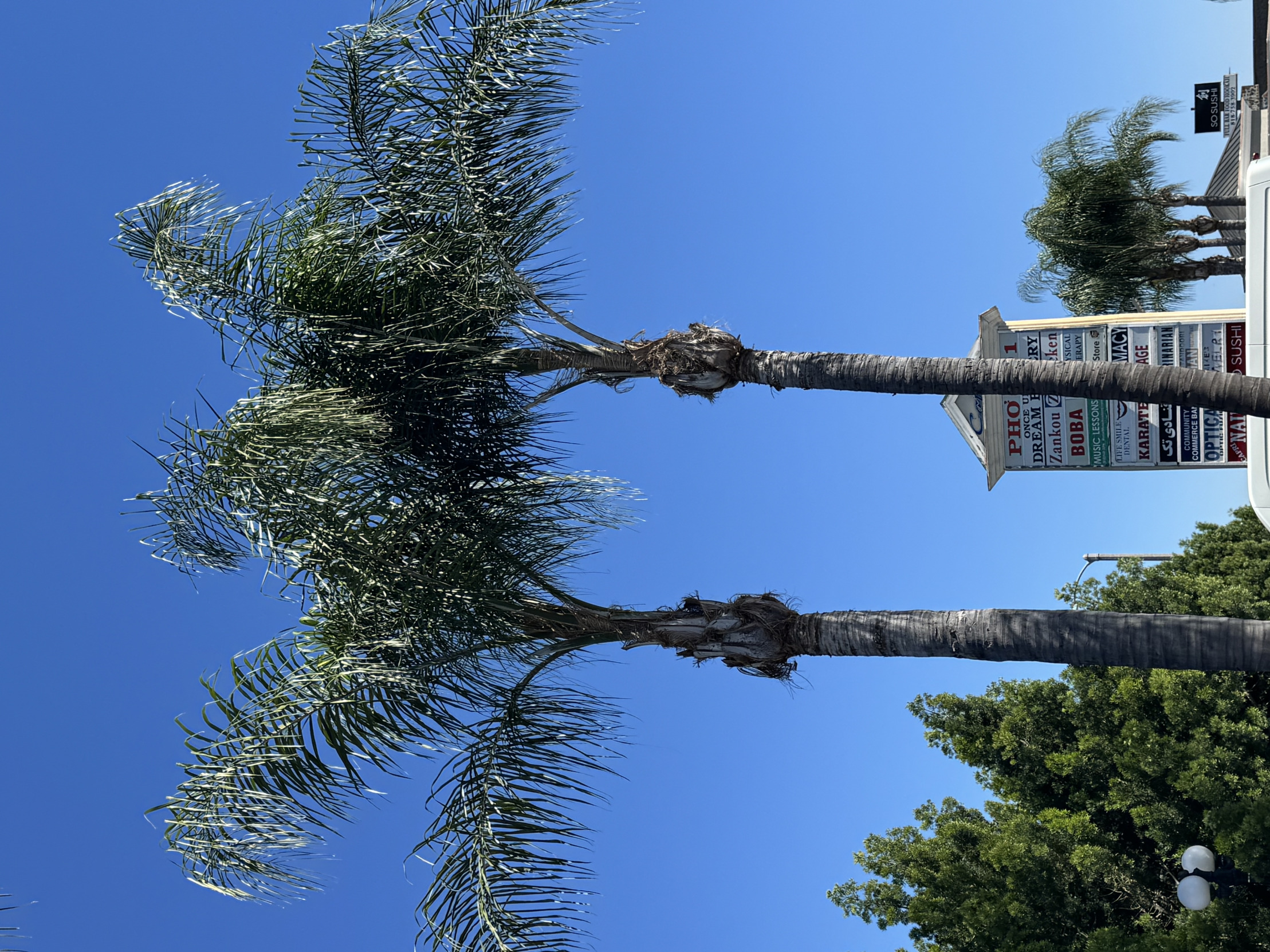 Palm trees Blank Meme Template