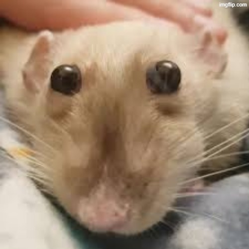 why do rats do that | made w/ Imgflip meme maker