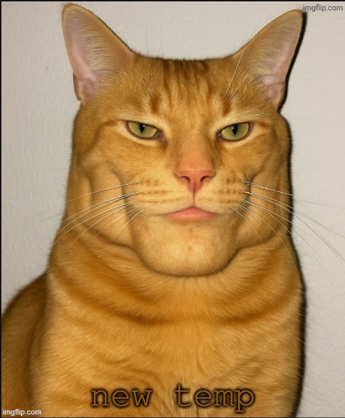 chad cat | new temp | image tagged in chad cat | made w/ Imgflip meme maker