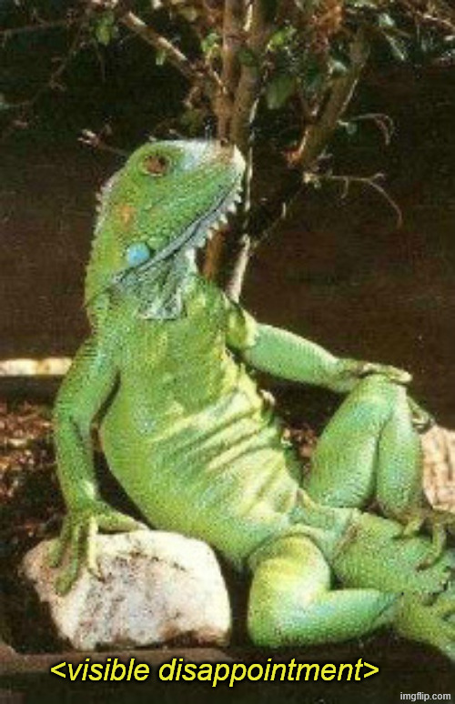 iguana213424 | <visible disappointment> | image tagged in iguana213424 | made w/ Imgflip meme maker