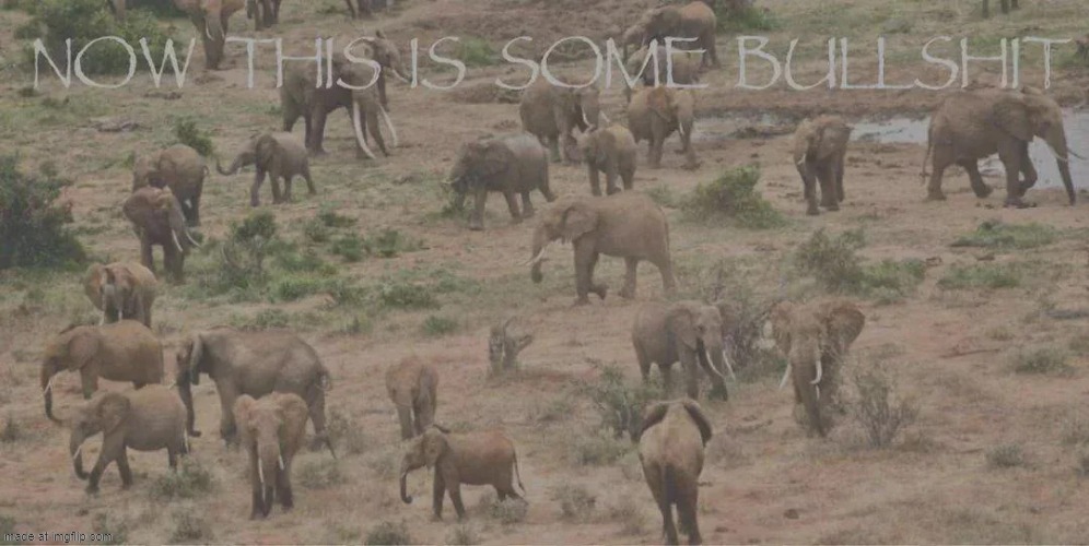 now this is some bs | image tagged in now this is some bs | made w/ Imgflip meme maker