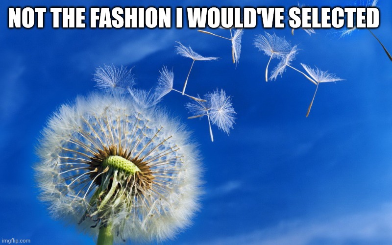 dandelion | NOT THE FASHION I WOULD'VE SELECTED | image tagged in dandelion | made w/ Imgflip meme maker