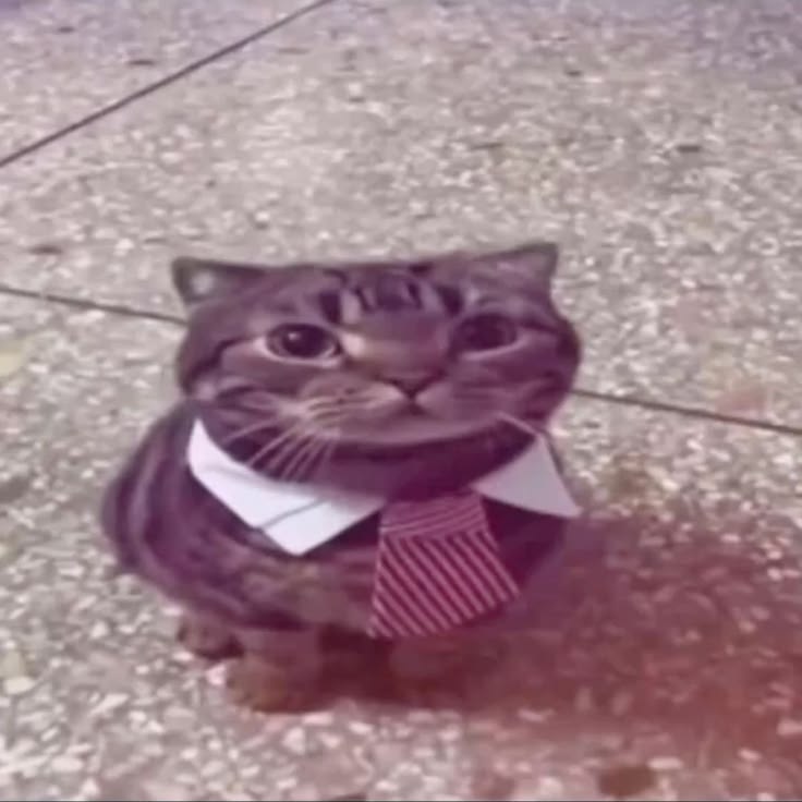 High Quality cat Blank Meme Template