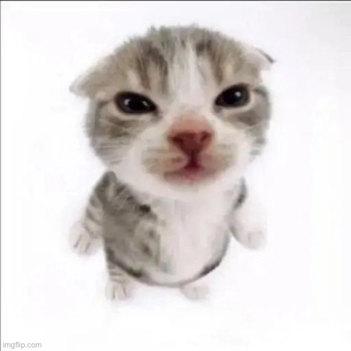 upvote this cat | image tagged in upvote this cat | made w/ Imgflip meme maker