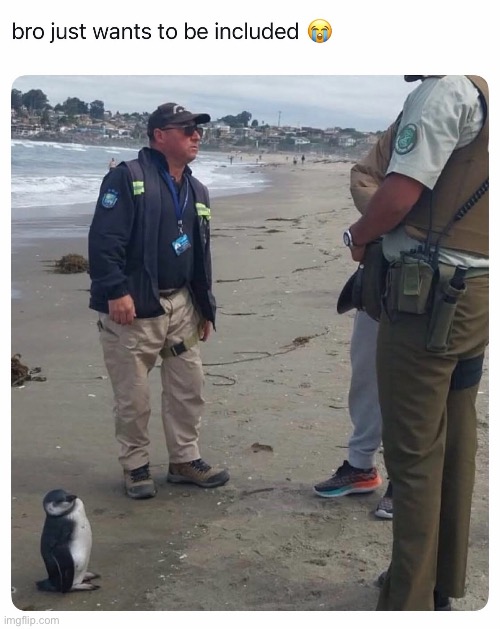 Penguin | image tagged in penguin,me too | made w/ Imgflip meme maker