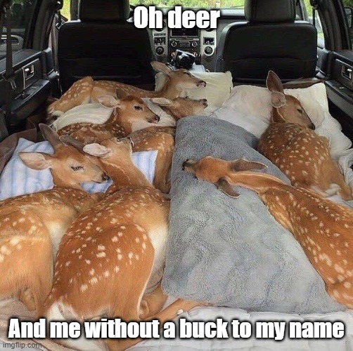 Deer Oh Deer | Oh deer; And me without a buck to my name | image tagged in deer,cute,bambi,buckin a | made w/ Imgflip meme maker