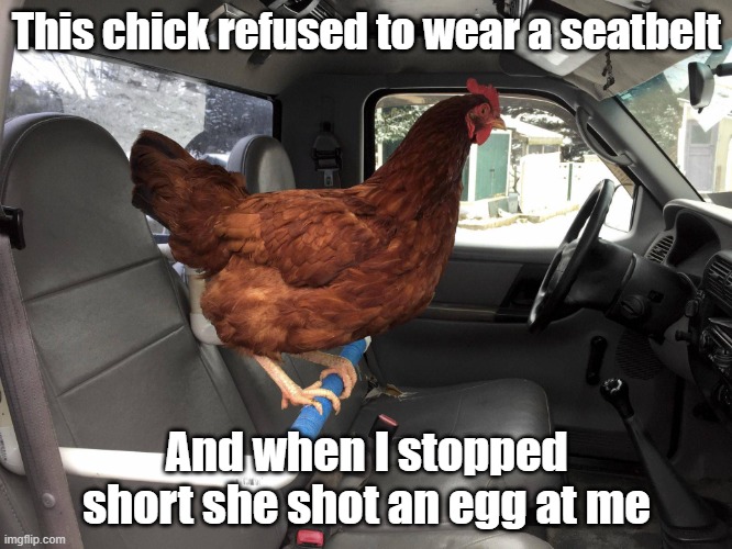 Stubborn Chick | This chick refused to wear a seatbelt; And when I stopped short she shot an egg at me | image tagged in chick,seatbelt,eggzactly | made w/ Imgflip meme maker