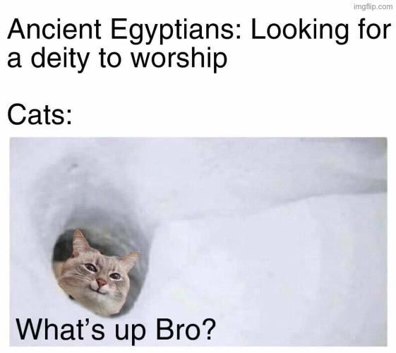 A Deity To Worship? | image tagged in cats,funny cats,gods of egypt,evil overlord rules,bro,funny memes | made w/ Imgflip meme maker