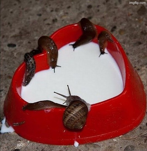 Snail N Slug Milk | image tagged in cursed images,slug,snail,milk,what a terrible day to have eyes,dude wtf | made w/ Imgflip meme maker