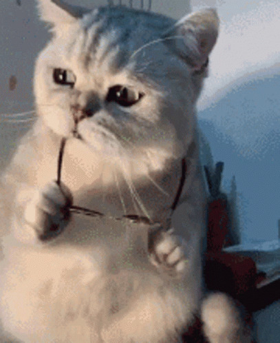 Sunglasses Cat Deal With it Blank Meme Template