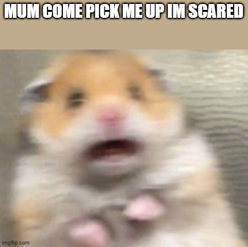 Scared Hampter | MUM COME PICK ME UP IM SCARED | image tagged in scared hampter | made w/ Imgflip meme maker