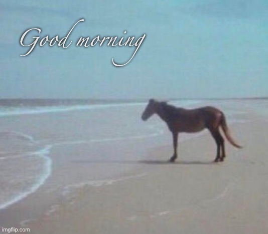 Man Horse Water | Good morning | image tagged in man horse water,msmg | made w/ Imgflip meme maker
