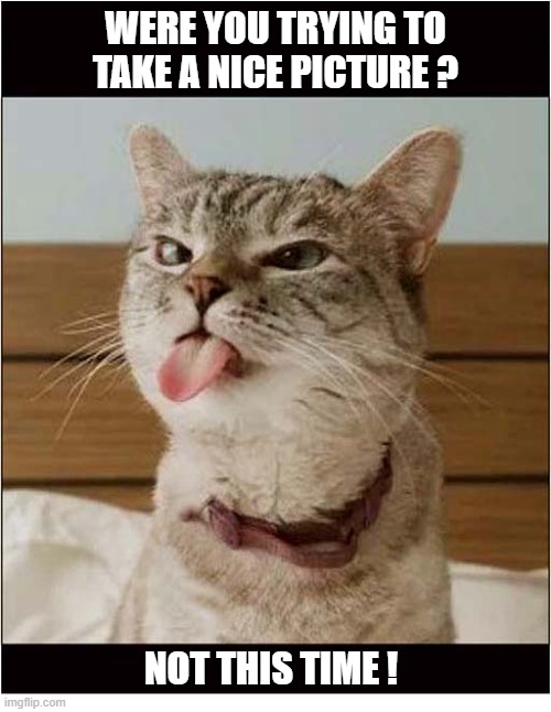 Definately Deliberate ! | WERE YOU TRYING TO TAKE A NICE PICTURE ? NOT THIS TIME ! | image tagged in cats,deliberate,pulling face | made w/ Imgflip meme maker