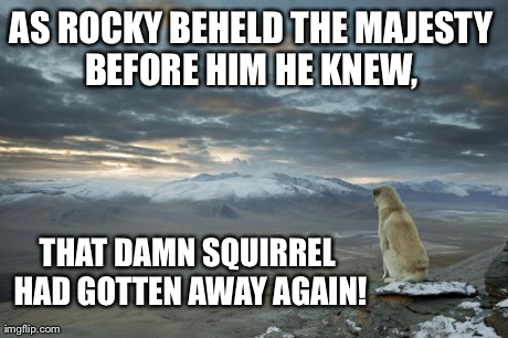 Contemplative dog. | AS ROCKY BEHELD THE MAJESTY BEFORE HIM HE KNEW,  THAT DAMN SQUIRREL HAD GOTTEN AWAY AGAIN! | image tagged in contemplative dog | made w/ Imgflip meme maker