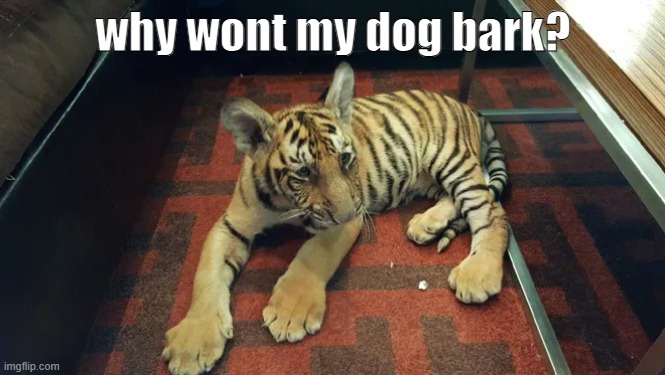 My dog wont bark, can someone tell me why? | why wont my dog bark? | image tagged in dog,tiger,my dog wont bark,fun | made w/ Imgflip meme maker