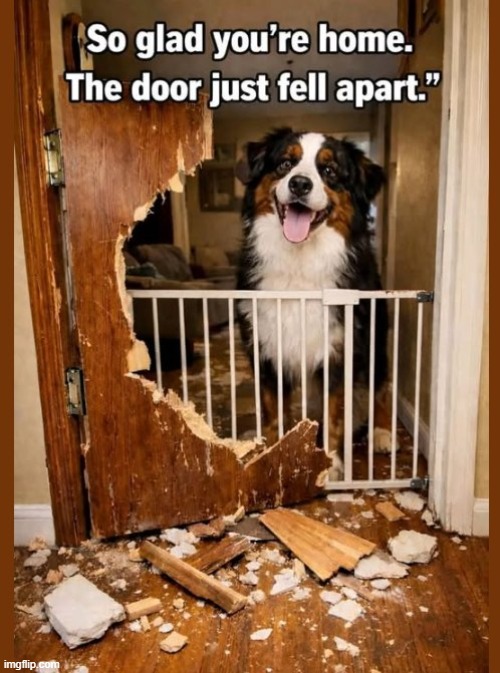 Doggie Door | image tagged in dogs | made w/ Imgflip meme maker