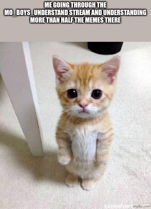 Cute Cat Meme | ME GOING THROUGH THE MO_BOYS_UNDERSTAND STREAM AND UNDERSTANDING MORE THAN HALF THE MEMES THERE | image tagged in memes,cute cat | made w/ Imgflip meme maker