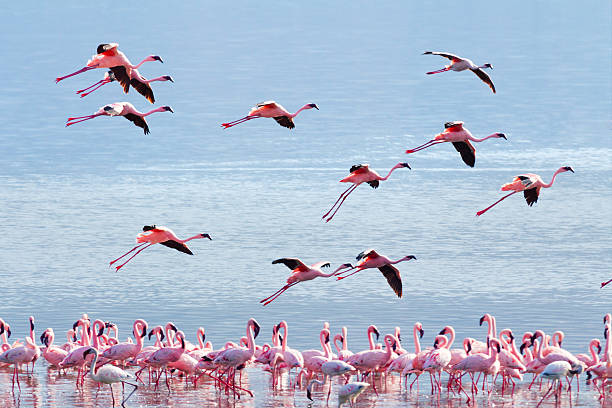 Flamingoes Blank Meme Template