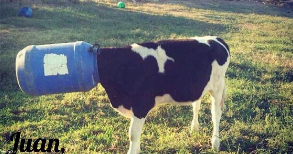 Cow | Juan, | image tagged in cow | made w/ Imgflip meme maker