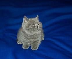 this cat is wrong for laughing | image tagged in this cat is wrong for laughing | made w/ Imgflip meme maker