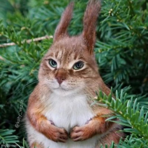 Cat Squirrel Blank Meme Template