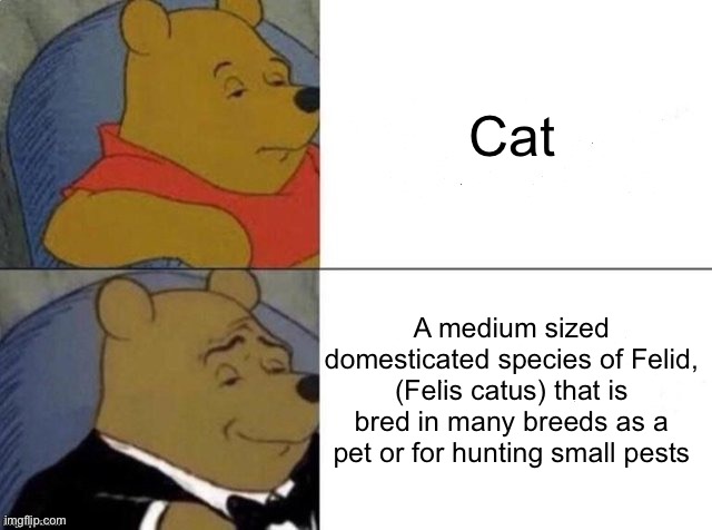Formal language | Cat; A medium sized domesticated species of Felid, (Felis catus) that is bred in many breeds as a pet or for hunting small pests | image tagged in classy pooh bear,language,cats | made w/ Imgflip meme maker