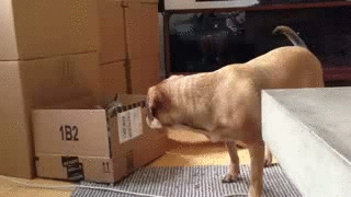 Snoutings | image tagged in funny,gifs,cats,dogs | made w/ Imgflip video-to-gif maker